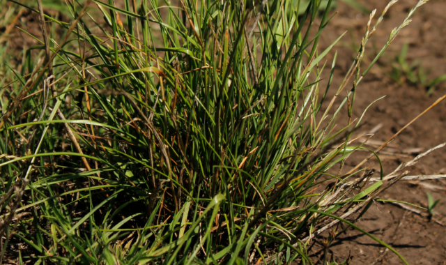 Sumitomo Chemical plantea una estrategia efectiva ante rye grass y crucíferas