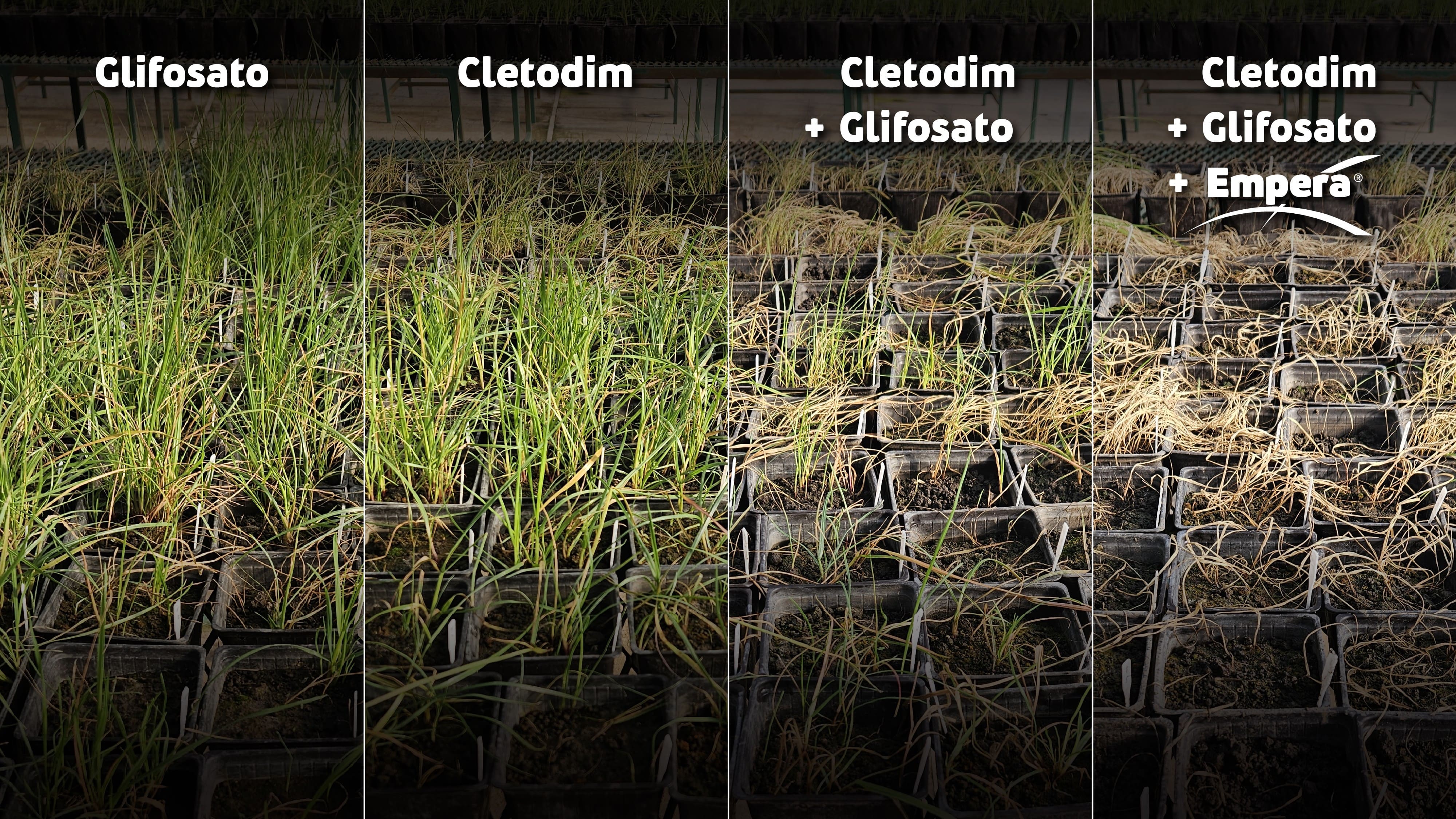 Sumitomo Chemical amplía el uso de Empera®, el nuevo herbicida PPO post-emergente de tercera generación con control contundente de malezas resistentes