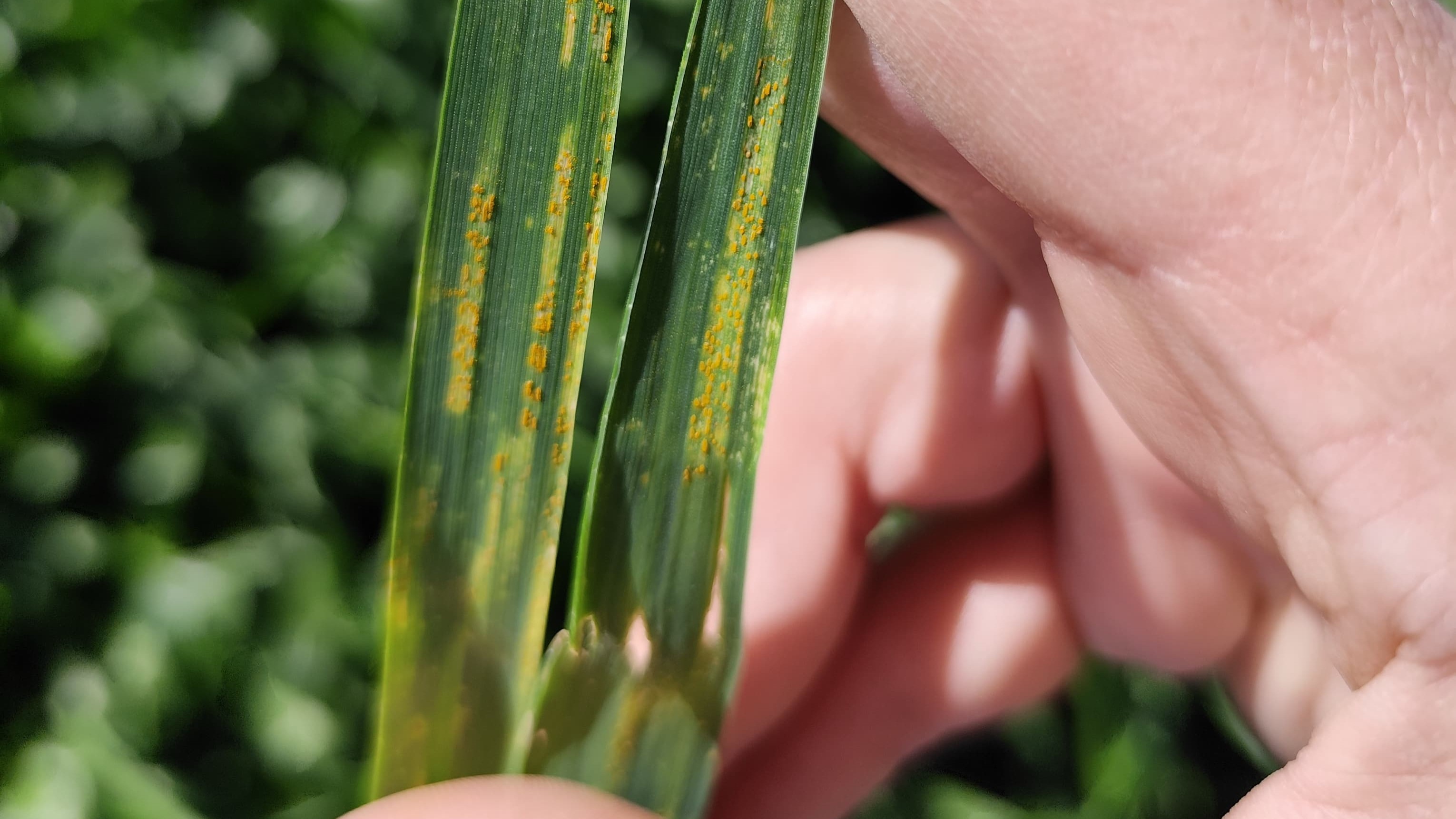 Las carboxamidas son la clave para proteger una campaña de trigo de alto potencial.
