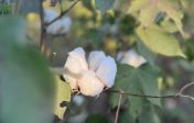 Defoliación en algodón: una práctica clave para mejorar la calidad de la fibra y la eficiencia de cosecha
