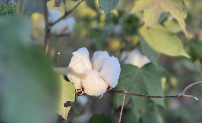 Defoliación en algodón: una práctica clave para mejorar la calidad de la fibra y la eficiencia de cosecha